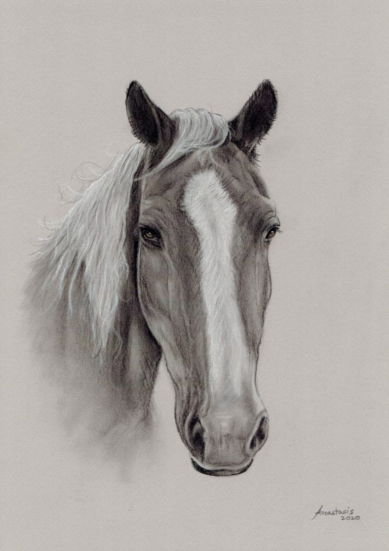 Portrait of a Horse